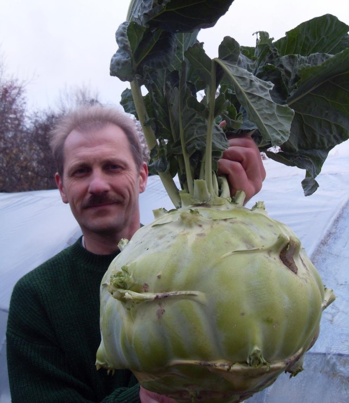 Капустно-редечный гибрид карпеченко