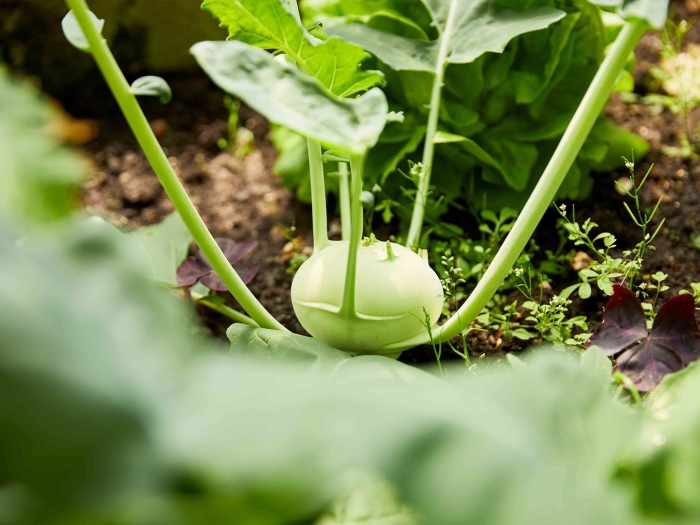 Капуста кольраби