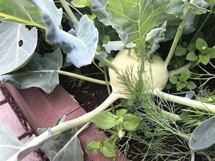 Капуста кольраби корист