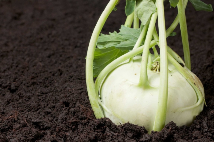 Kohlrabi superschmelz