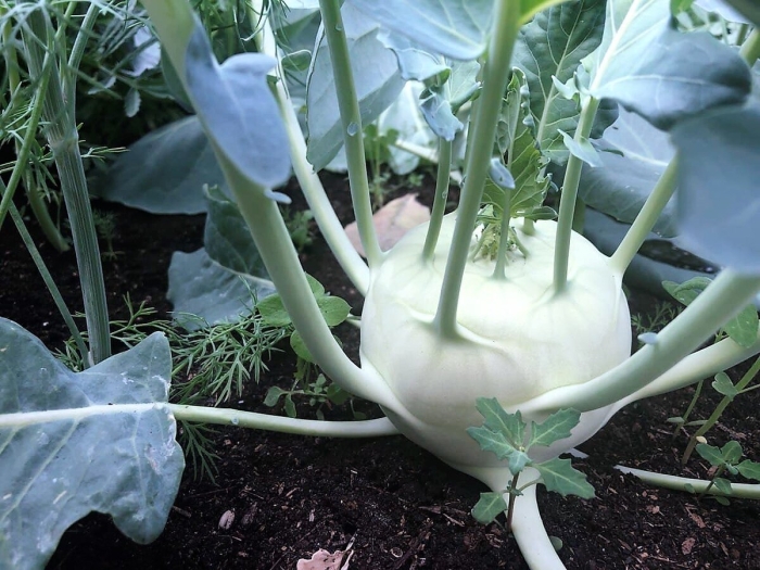 Капуста кольраби гигант