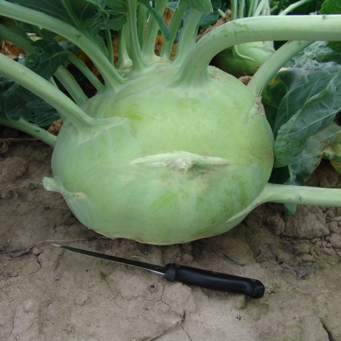 Семена капуста кольраби гигант