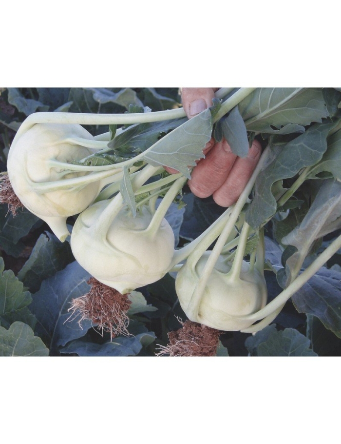 Капуста кольраби корист