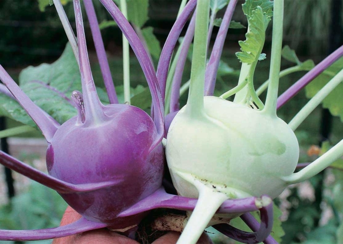 Капуста кольраби фиолетовая