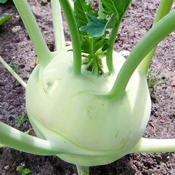 Капуста кольраби гигант