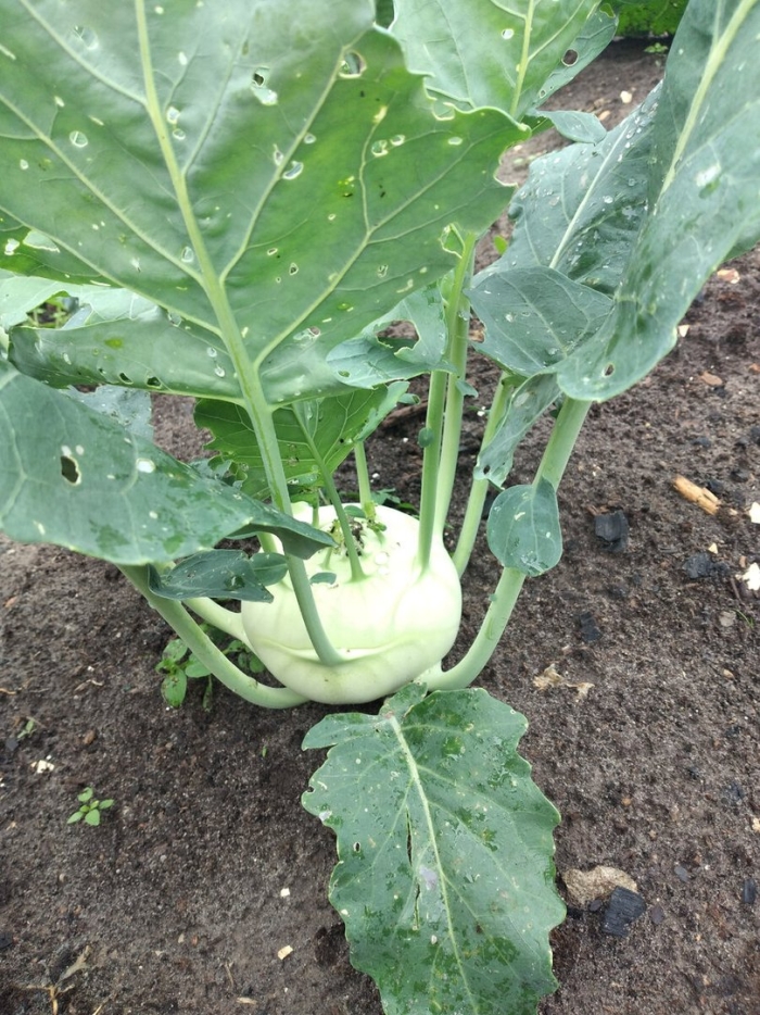 Капуста кольраби рассада