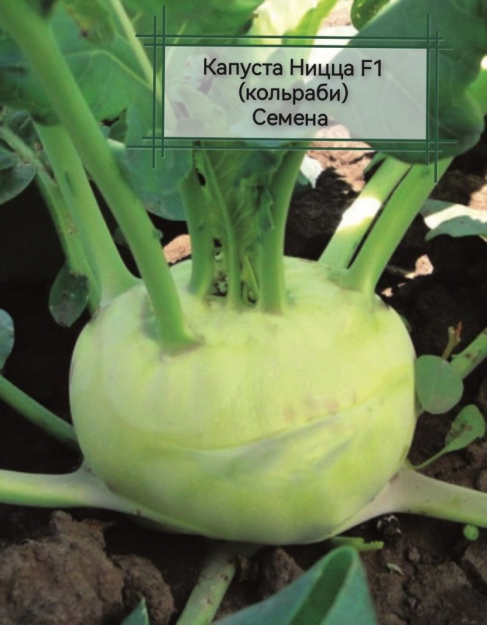 Капуста кольраби картаго f1