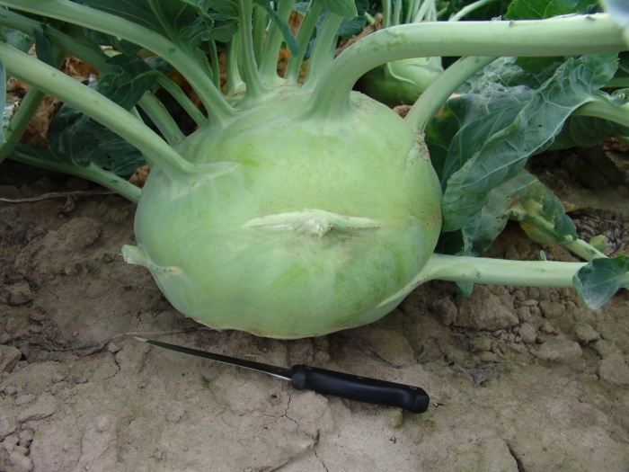 Капуста кольраби корист f1