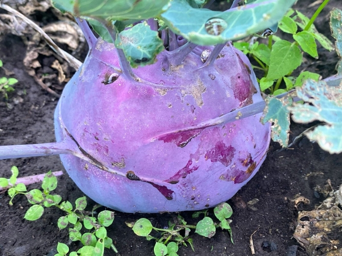 Капуста кольраби