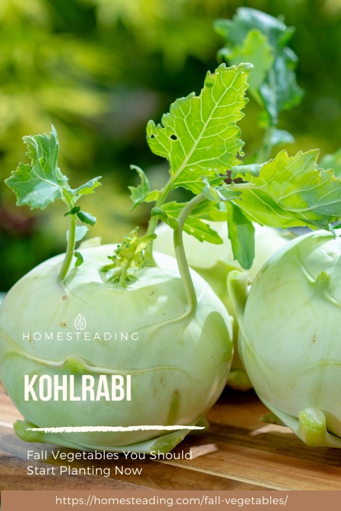 Капуста кольраби