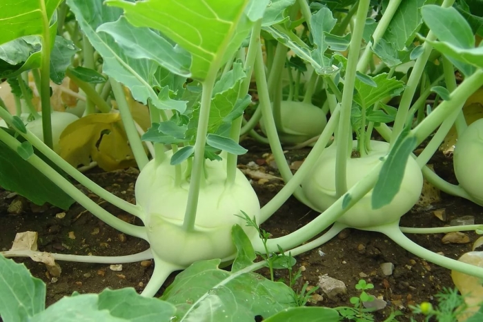 Кольраби стеблеплод