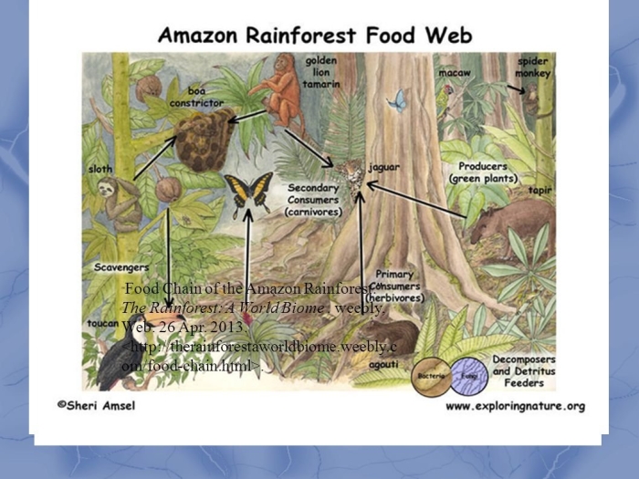 Rainforest ecosystem