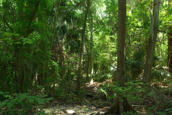 Леса флориды