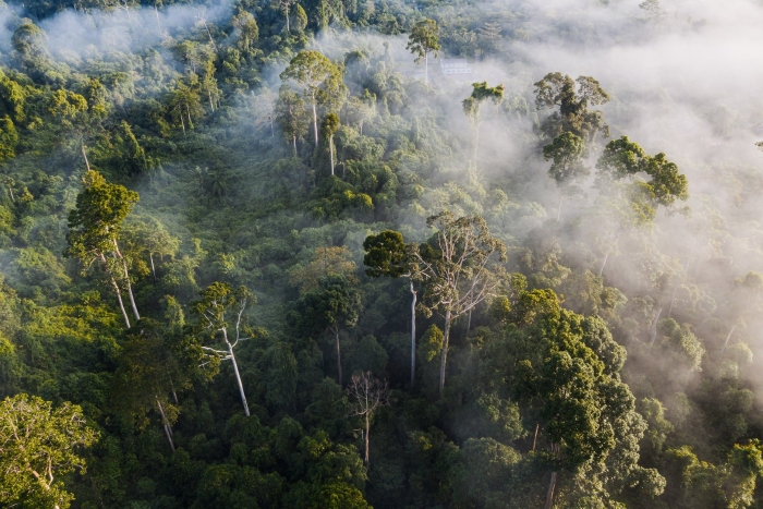 Тропические леса суматры