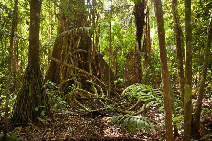 Amazonian rainforest
