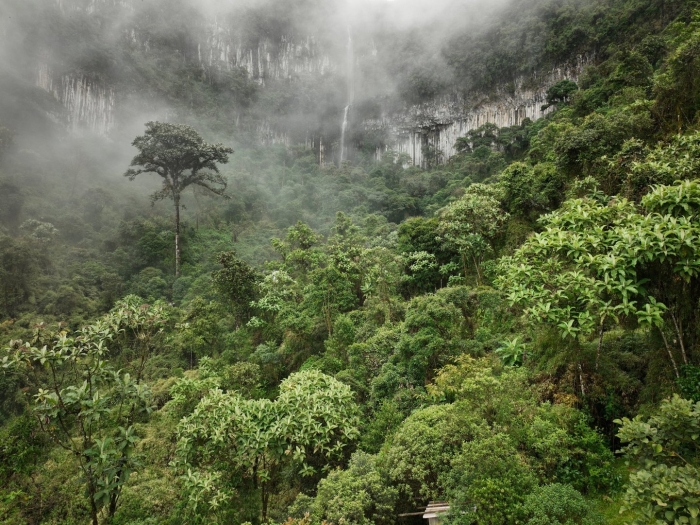 Дождевые леса австралии
