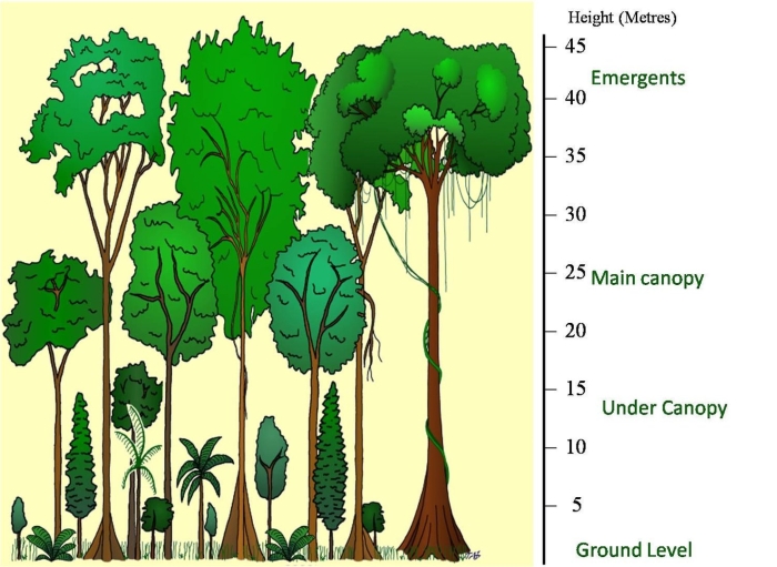 Ярусность тропического леса
