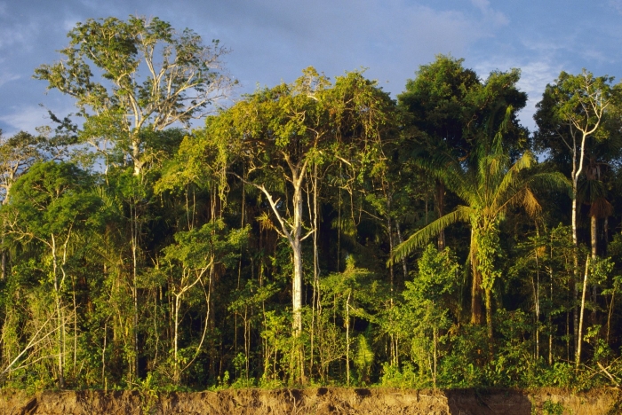 Растения сельвы южной америки