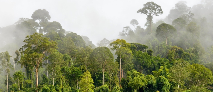 Тропические леса южной америки