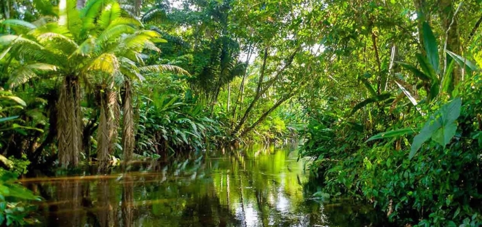 Тропические леса амазонии