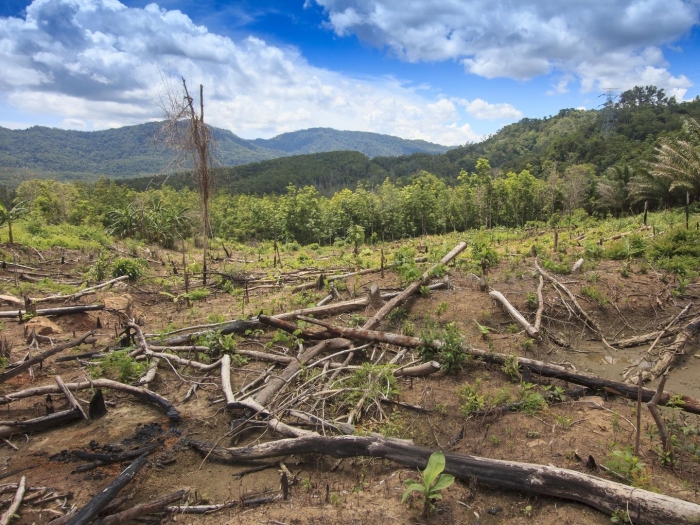 Обезлесение калимантан