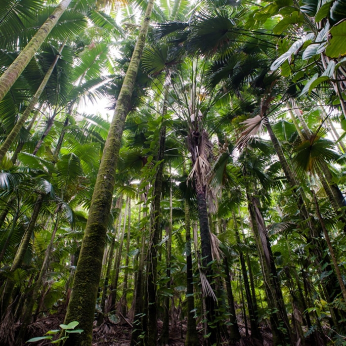 Тропические леса ацинананы