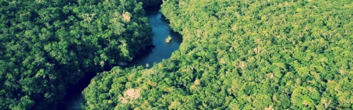 Амазонские тропические леса