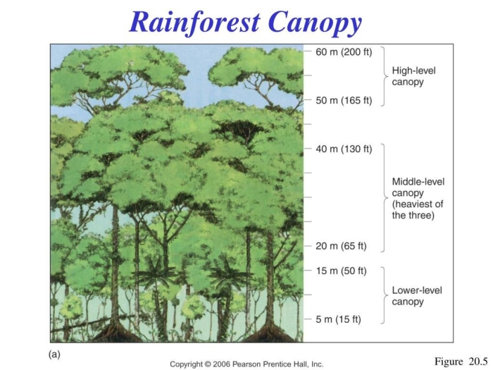 Ярусность растений