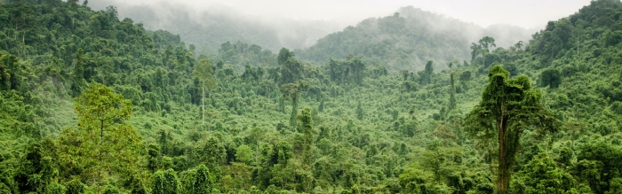 Влажные тропические леса