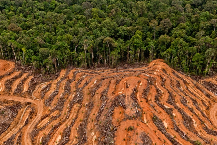Palm oil