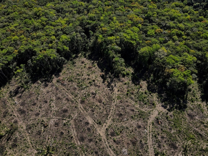 Deforestation in brazil