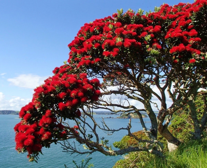 Похутукава новозеландское