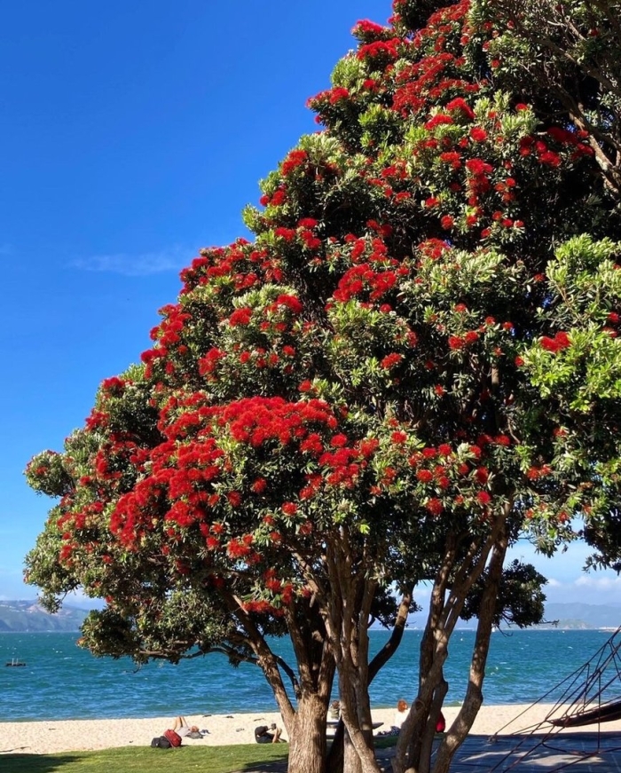 Дерево красивое