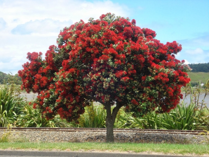 Похутукава дерево