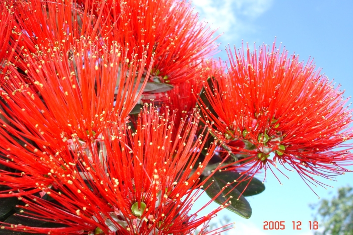 Цветок кровь иисуса