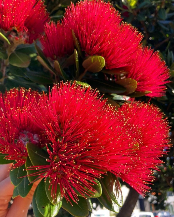 Похутукава новозеландское рождественское дерево