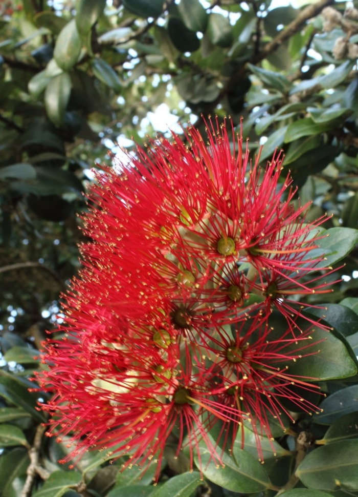 Похутукава новозеландское рождественское дерево