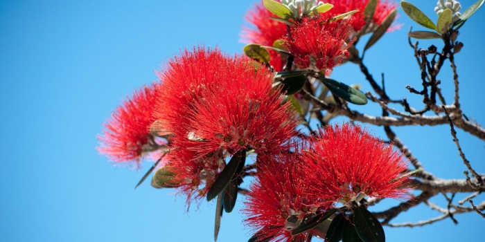 Похутукава новозеландское