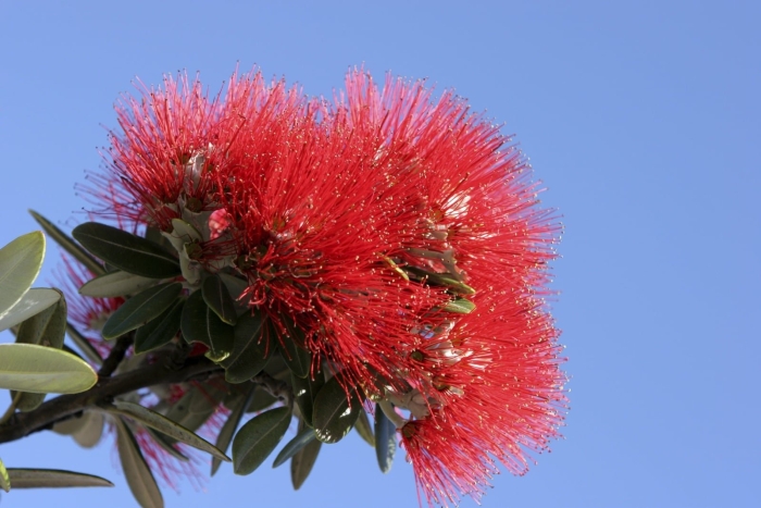 Callistemon citrinus