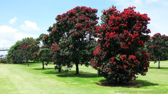 Похутукава новозеландское