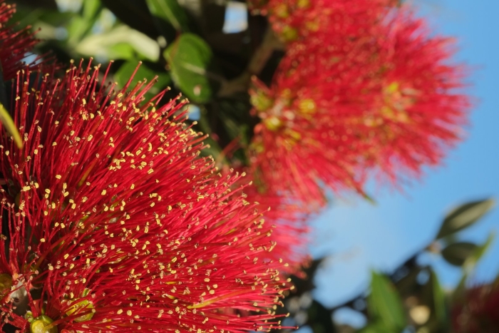 Похутукава новозеландское рождественское дерево