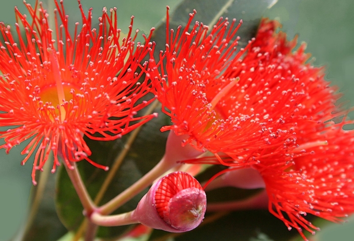 Эвкалипт цветет австралия