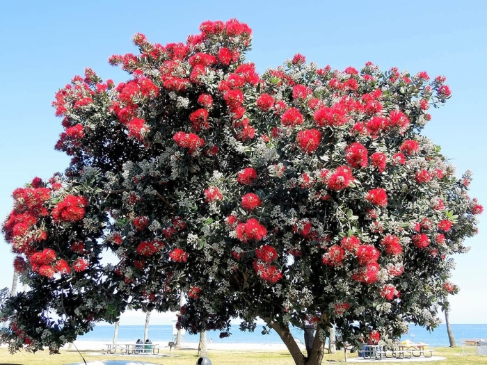 Corymbia ficifolia