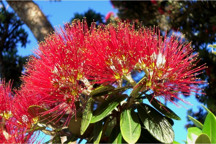 Похутукава новозеландское рождественское дерево