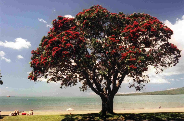 Похутукава дерево