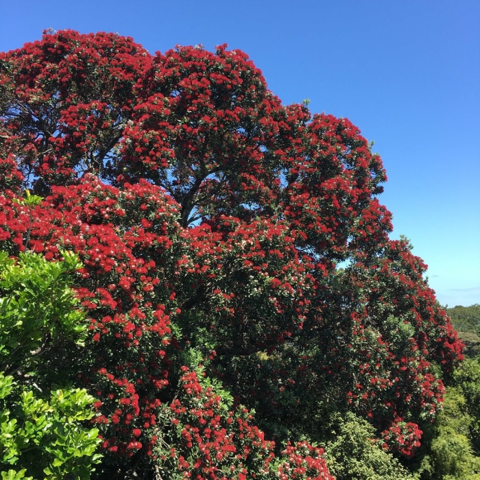 Похутукава новозеландское