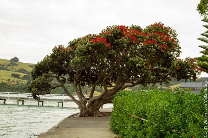 Похутукава новозеландское
