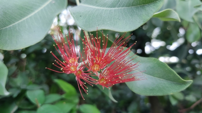 Метросидерос холмовой