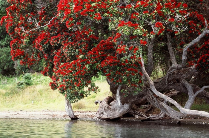 Метросидерос зонтичный