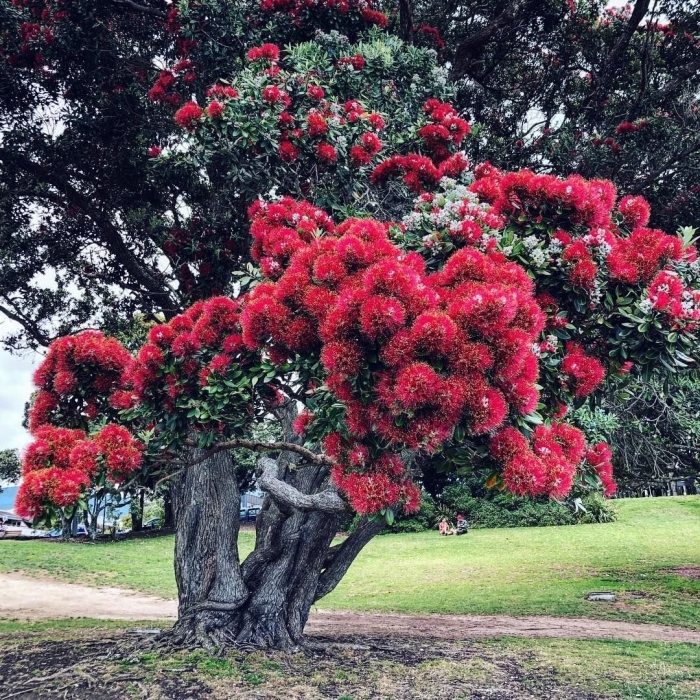 Метросидерос excelsa